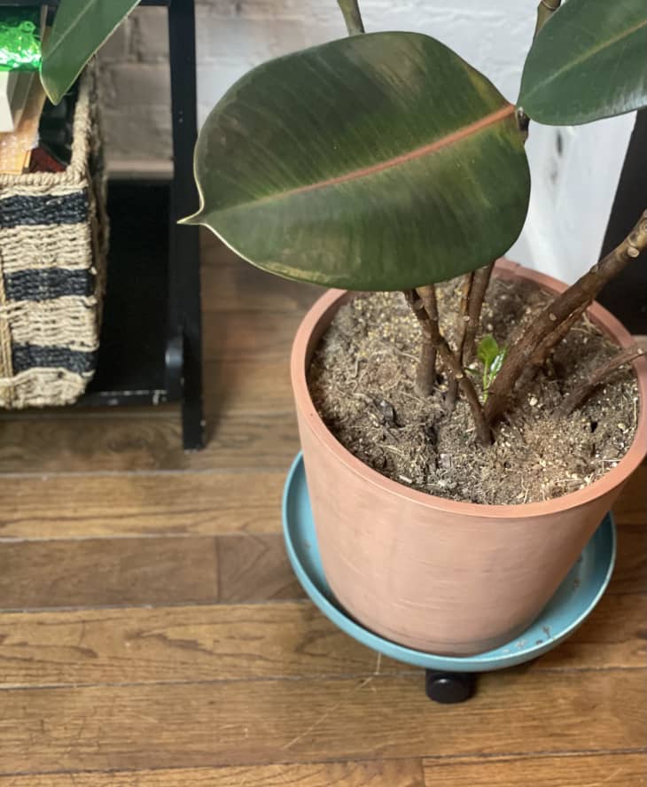 The Best Way to Move a Heavy Plant Is With a Saucer on Casters